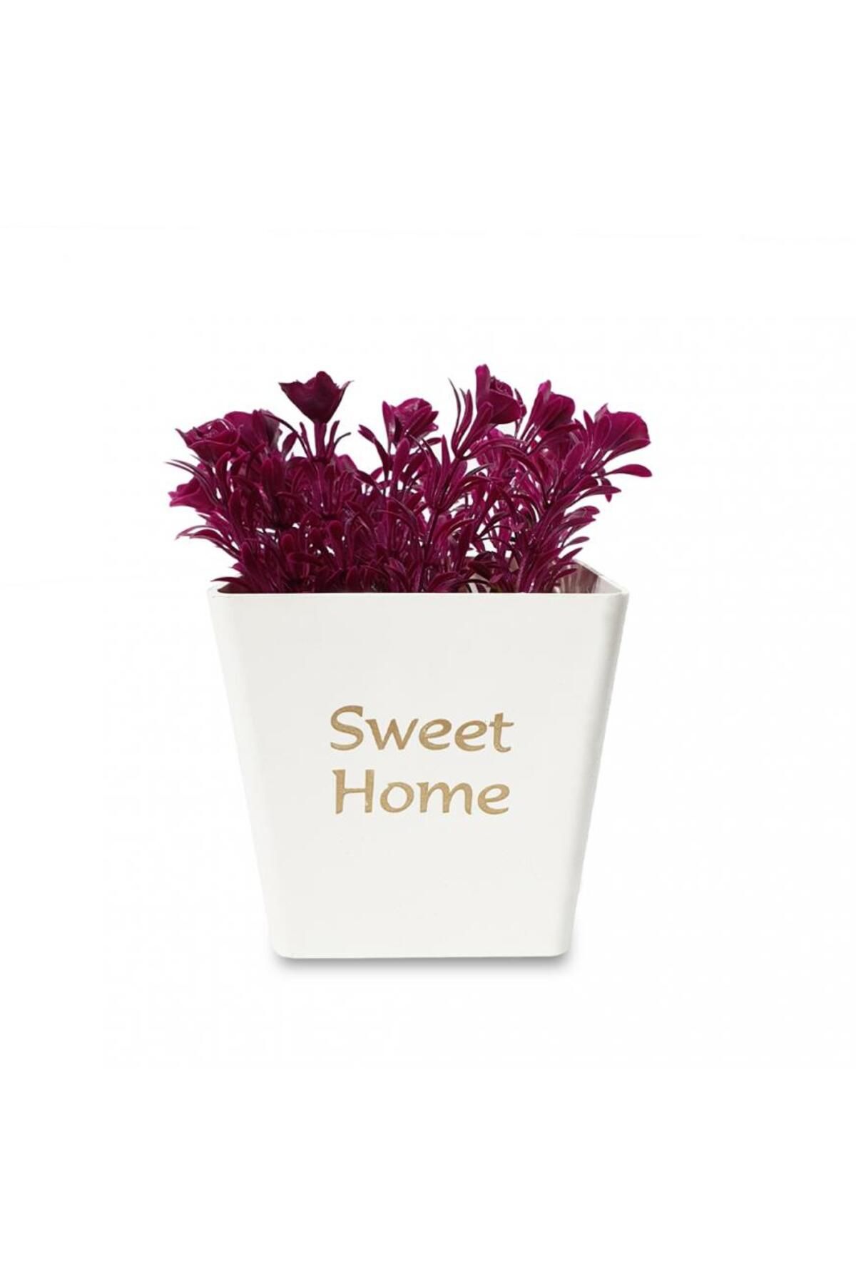 Elioure Sweet Home Tasarımlı Beyaz Dekoratif Saksıda Canlı Çiçekler