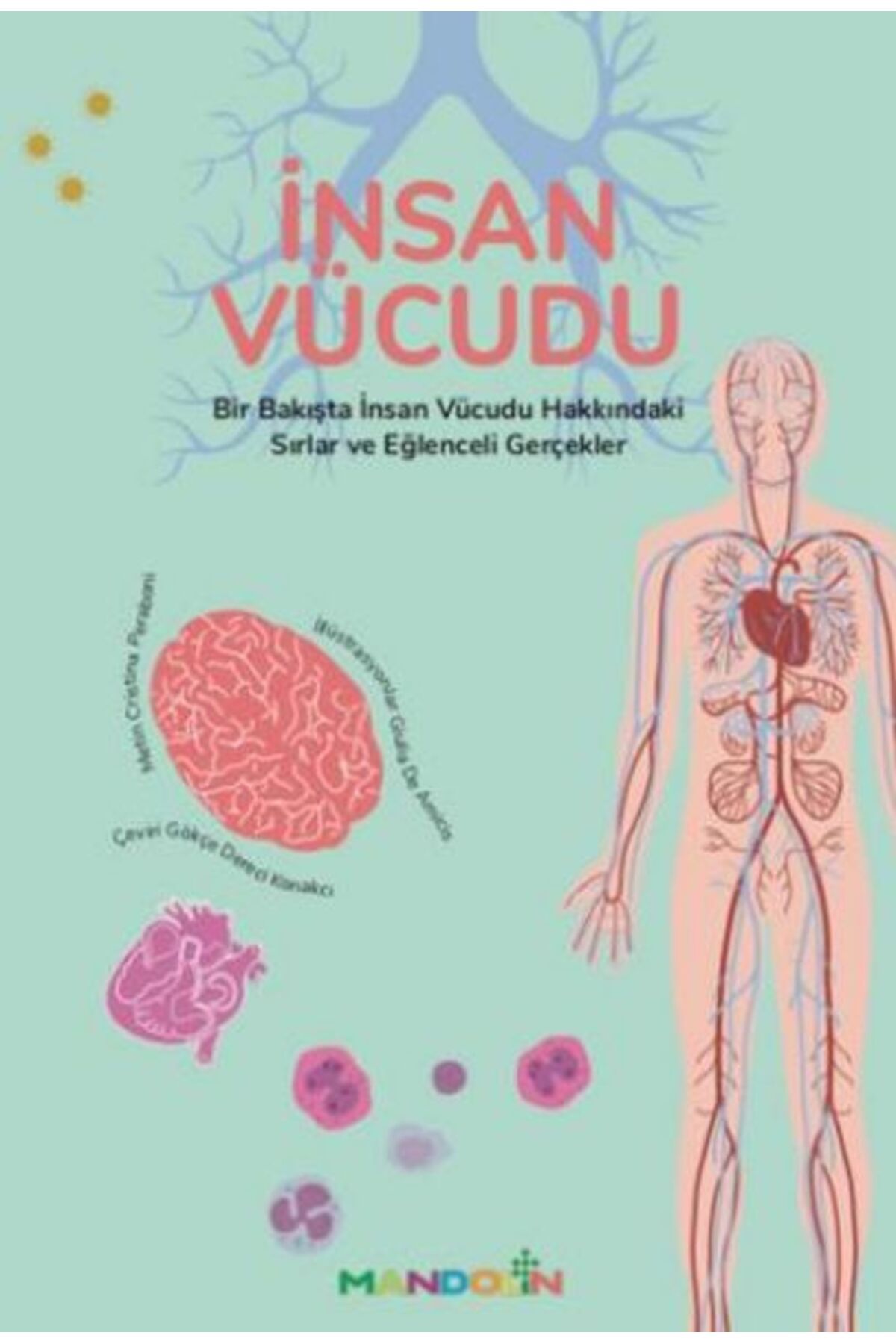 Mandolin Yayınları İnsan Vücudu