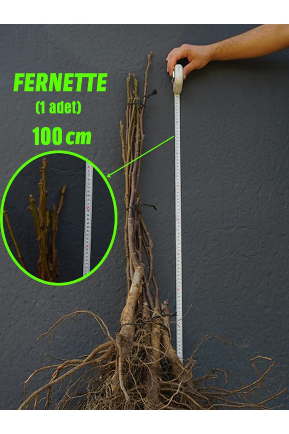 Arel Tarım Açık Köklü Fernette Ceviz Fidanı - 50-100 Cm