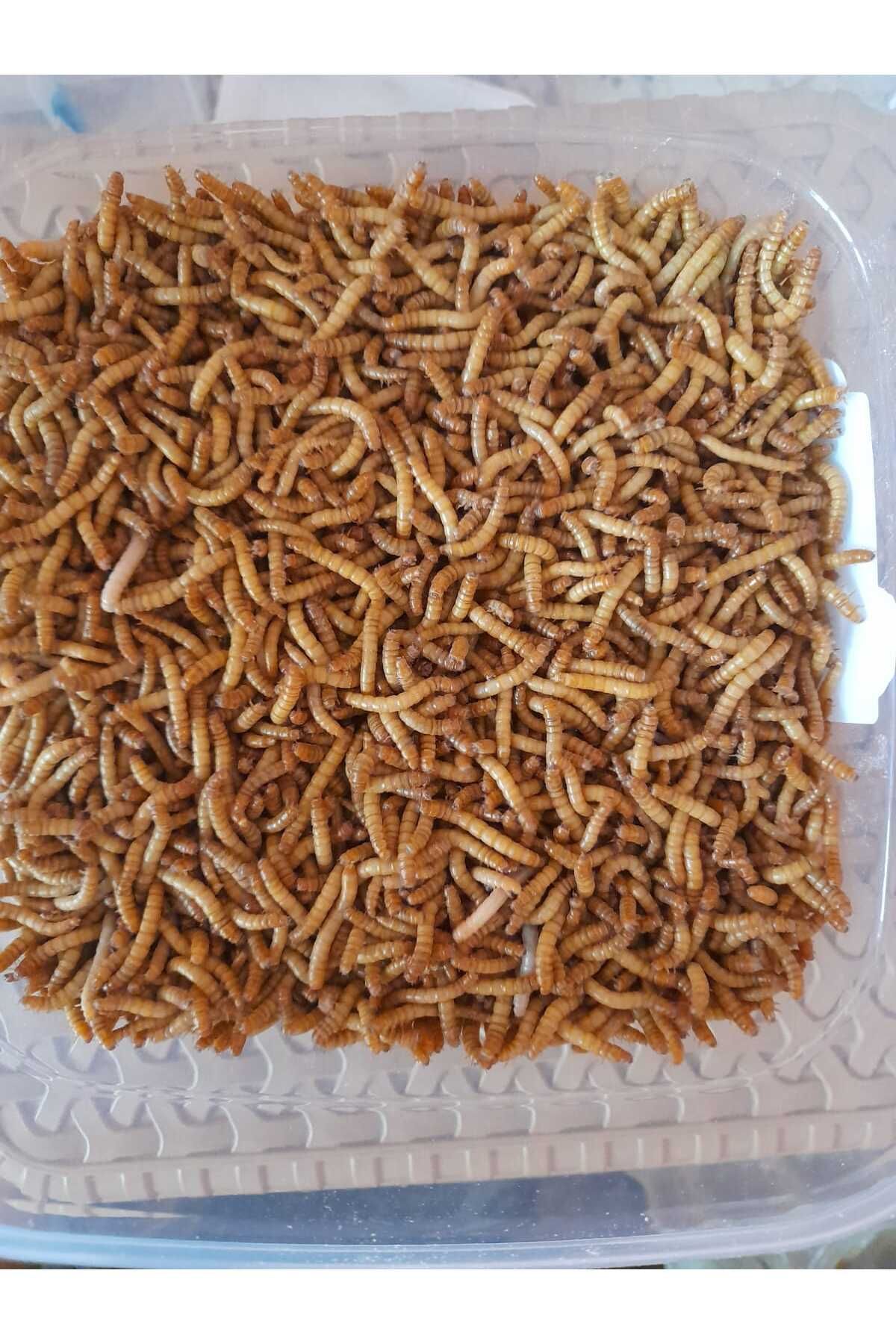 toprak Mealworms sürüngen yemi 500 adet