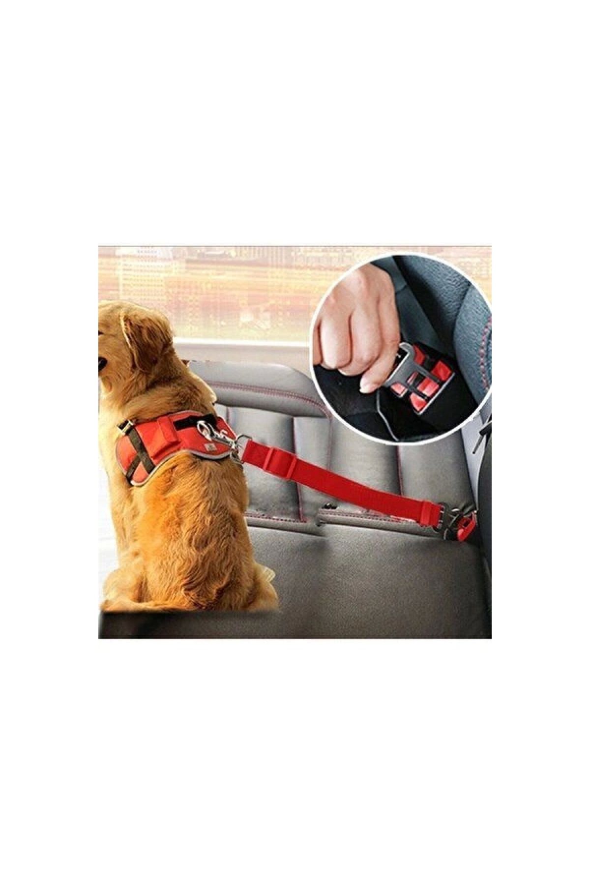 osteti-Cat Dog Safety Belt Leash Rope 6