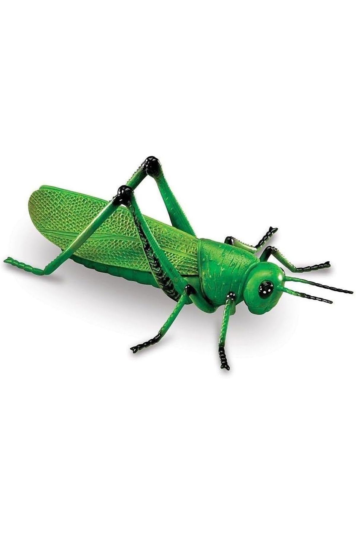 Learning Resources-Jumbo Insects-LER0789 4