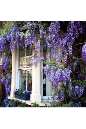 ZENGARDEN EV VE BAHÇE Mor salkım tohumu wisteria sinensis kokulu çiçekler