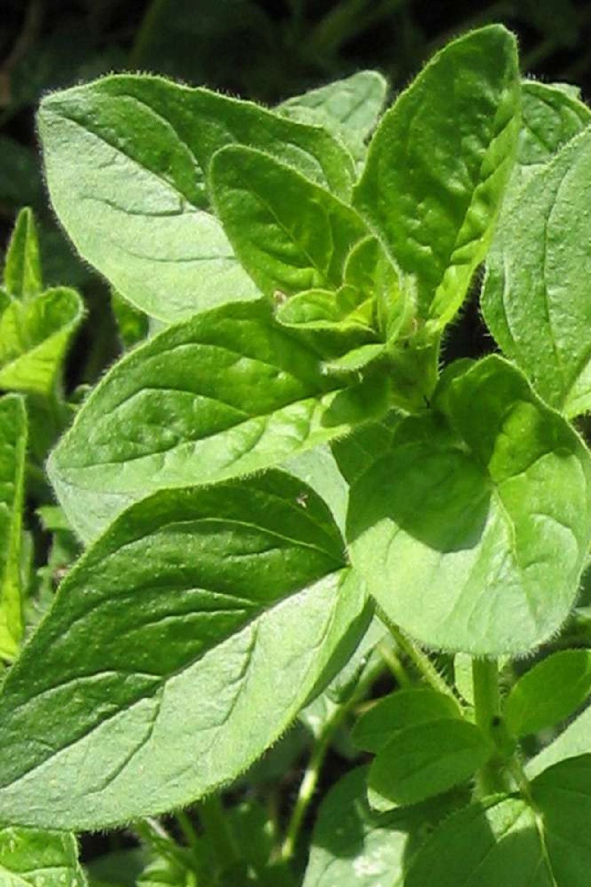 Gardina Sarkan Kekik Fidesi Geniş Yapraklı ( Origanum Vulgare ) Diabolo 1 Adet