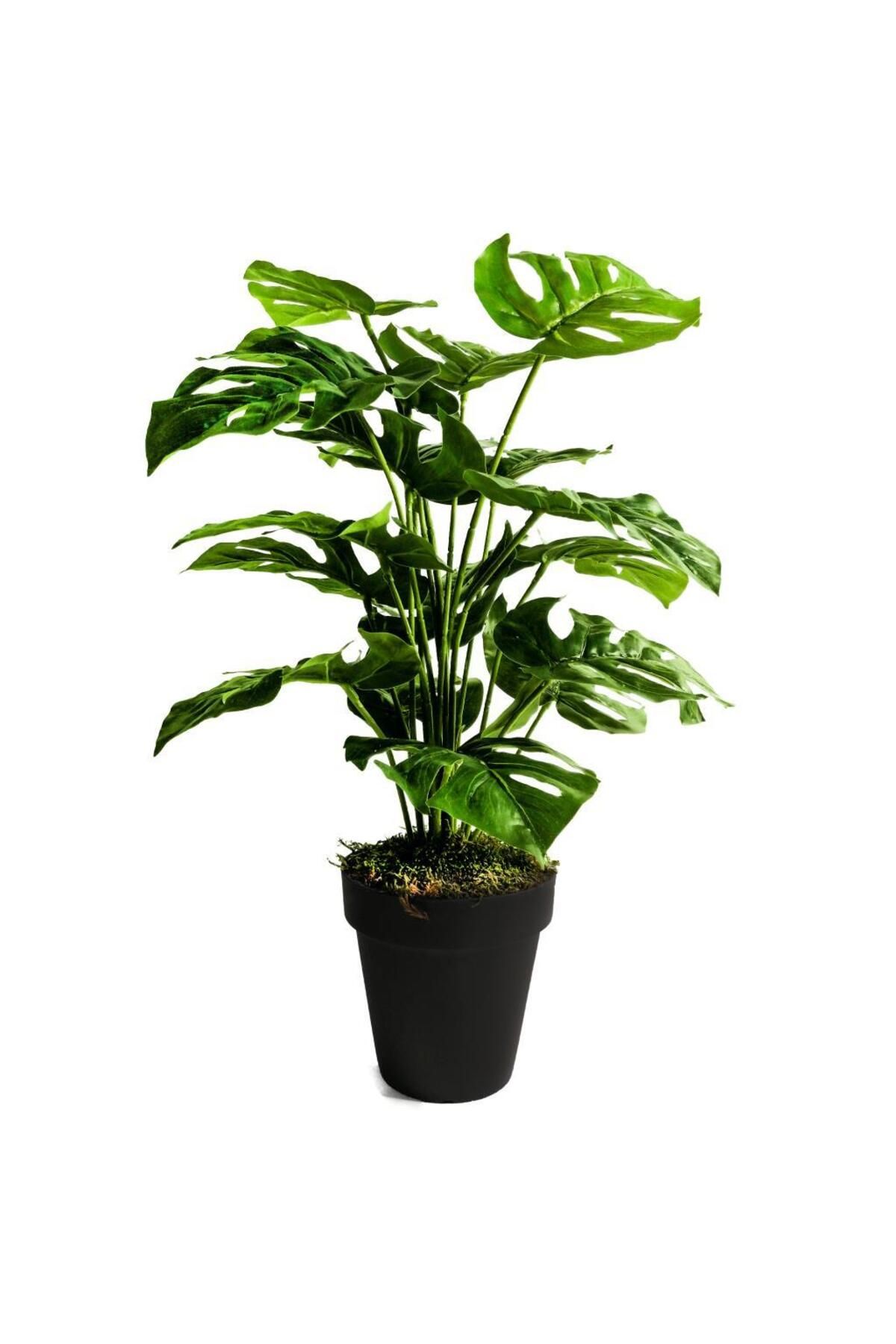 Nettenevime Yapay Ağaç Salon Bitkisi Monstera 60 Cm 18 Yaprak Antrasit Saksıda