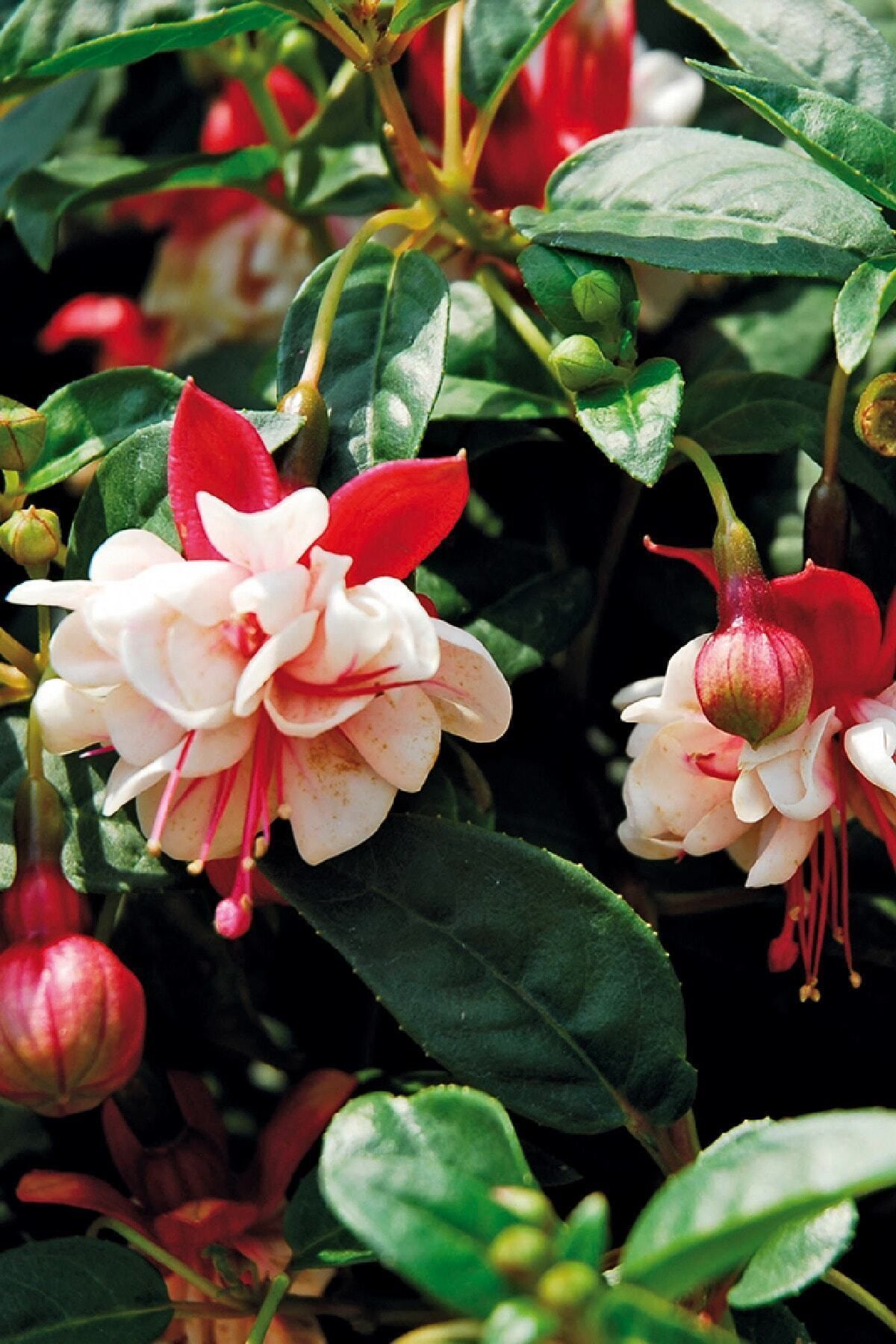 Gardina Küpe Çiçeği Fidesi Katmerli ( Fuchsia Cultivars ) Red White 1 Adet