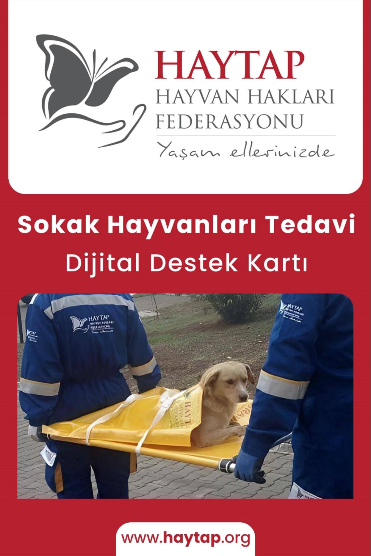 Haytap Sokak Hayvanlarına Umut: Tedavi Dijital Destek Kartı