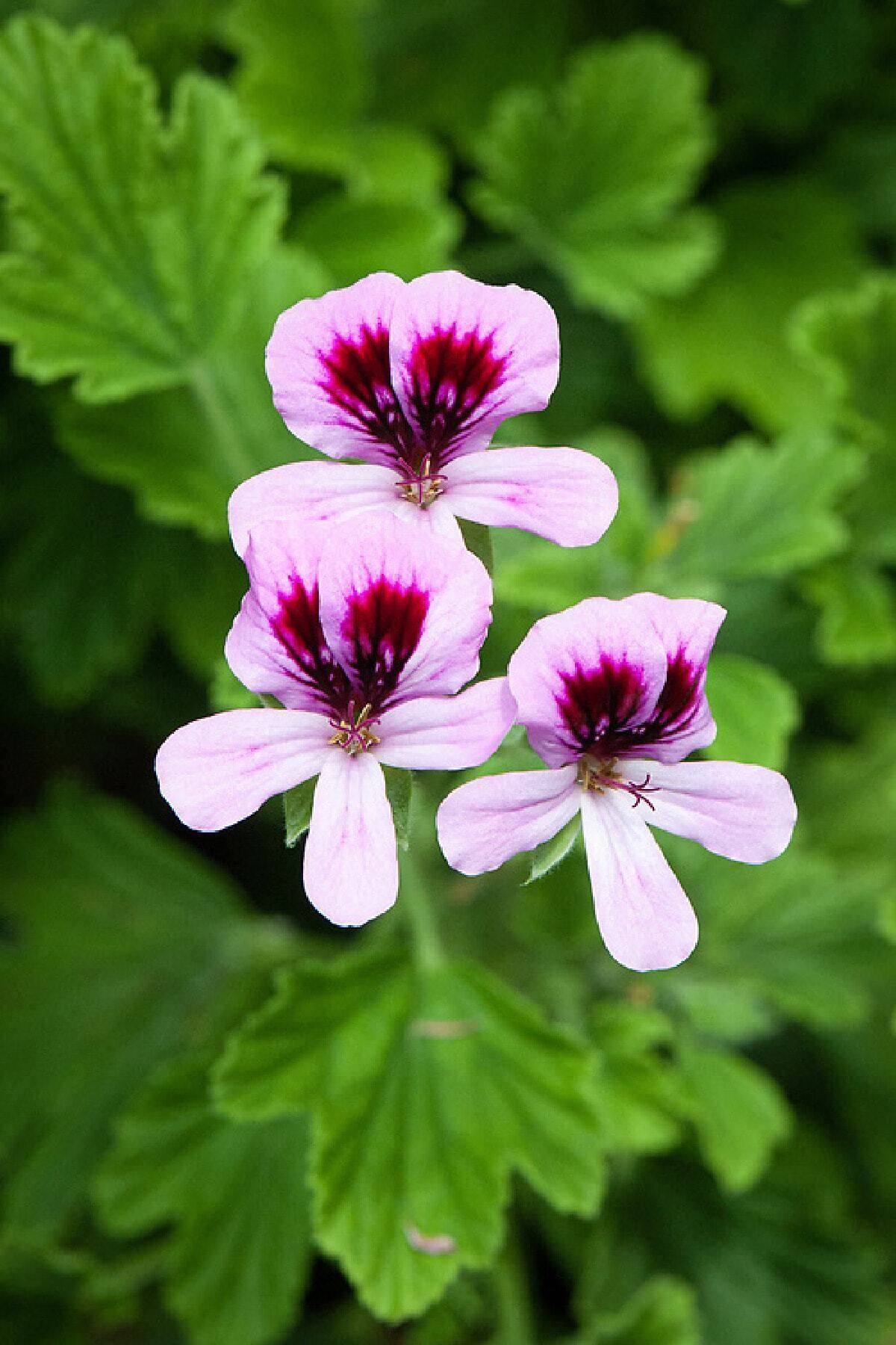 Gardina Portakal Kokulu Sardunya Fidesi Yoğun Kokulu ( Pelargonium Species Odorata ) Orange 1 Adet