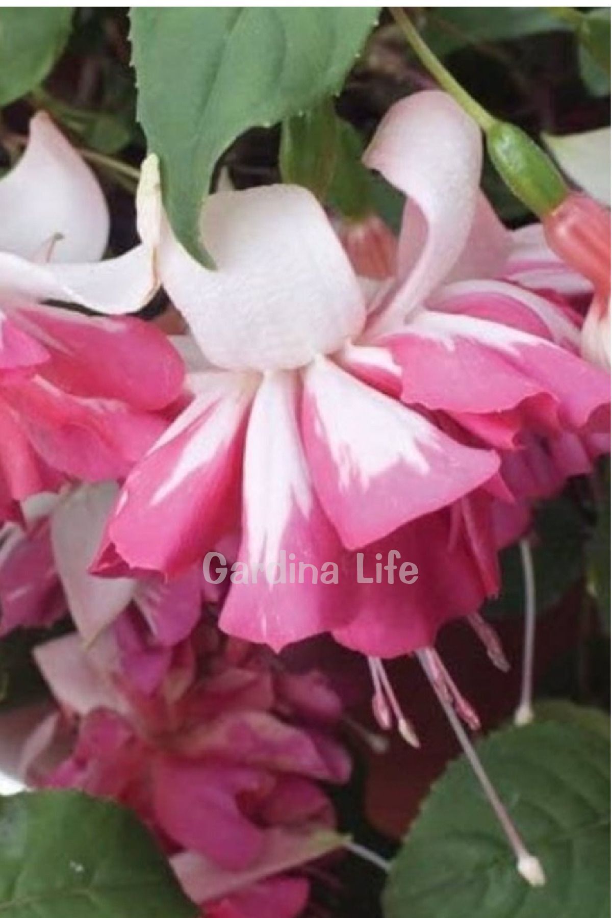 Gardina Küpe Çiçeği Fidesi Katmerli XXL Çiçek ( Fuchsia Cultivars ) White - Pink 1 Adet