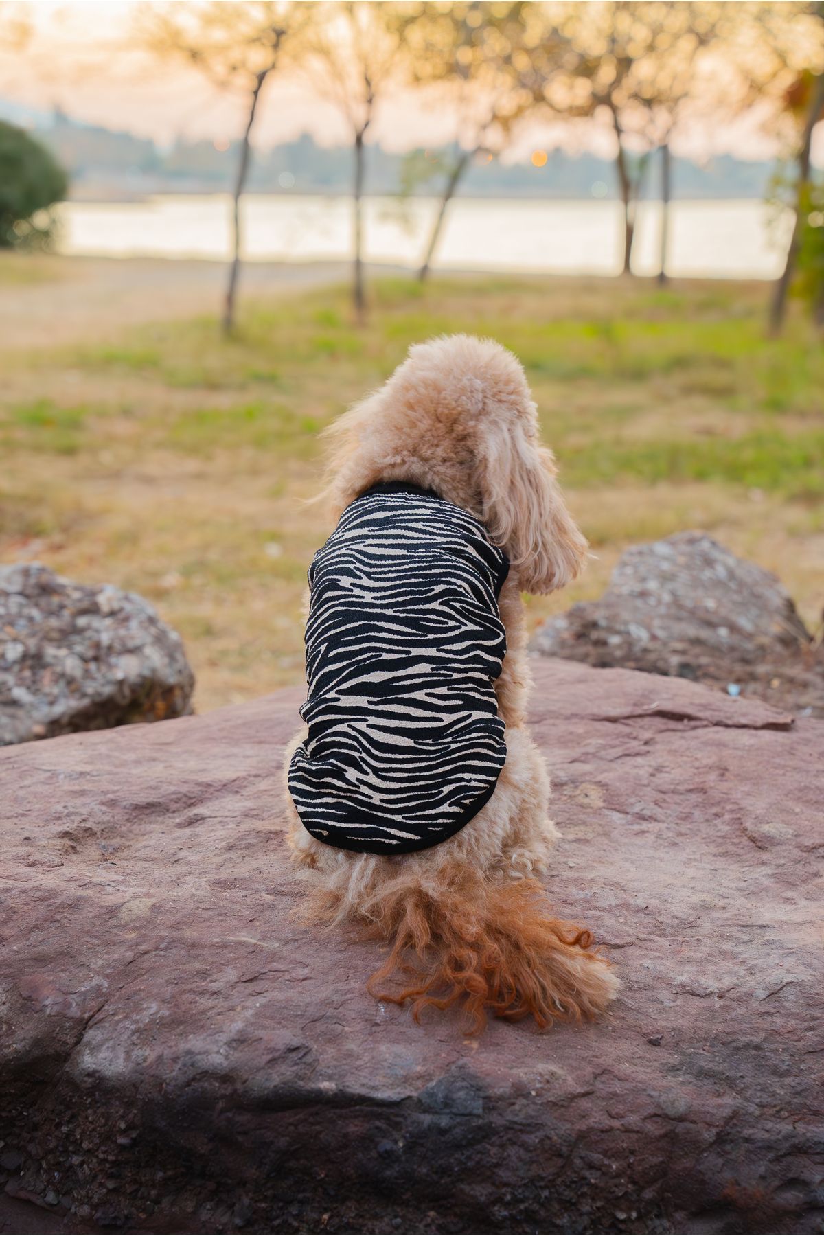 Buddy Store Kedi Köpek Kıyafeti Atlet - Zebra Model Atlet