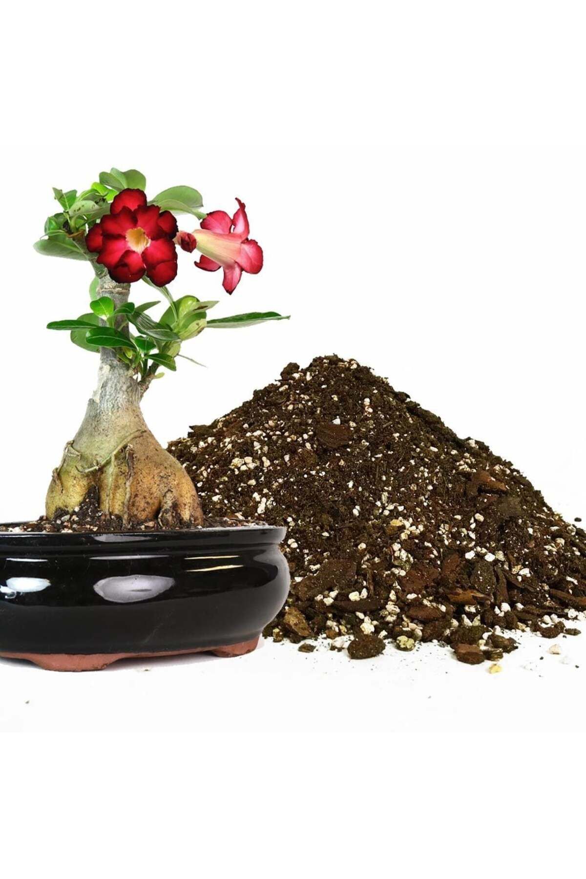 ZENGARDEN EV VE BAHÇE Adenium toprak karışımı çöl gülü bitkilerine özel toprak karışımı 5 litre