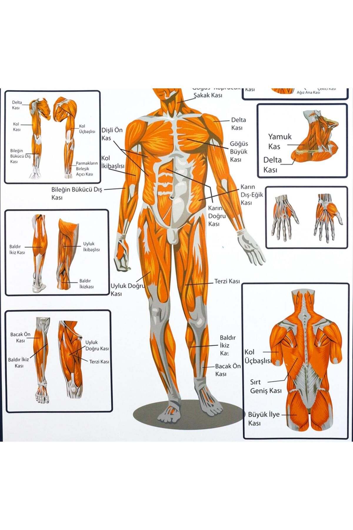 Edulab-Muscles Sheet in Support and Movement System 2