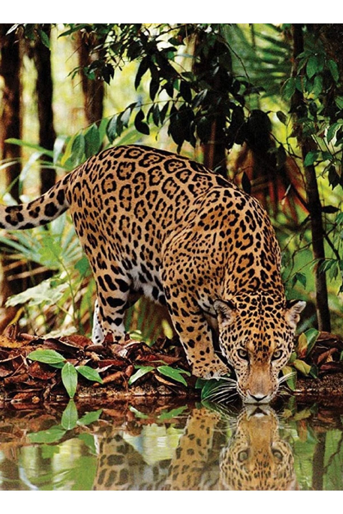 CLEMENTONI- 2000-Piece Leopard Puzzles 2