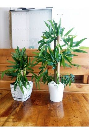 2 Adet Saksılı Bambu Ağaç Beyaz Saksılarda Bamboo Ağaç Çiçek bamboo 2 adet
