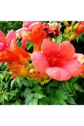 Turuncu Çiçekli Acem Borusu Borazan Çiçeği 75 Cm CDNPRWY5