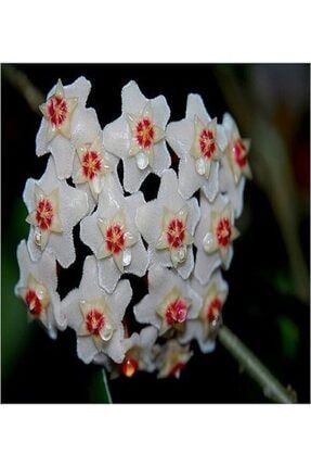 Mum Çiçeği Hoya Carnosa 25 Cm 200058750