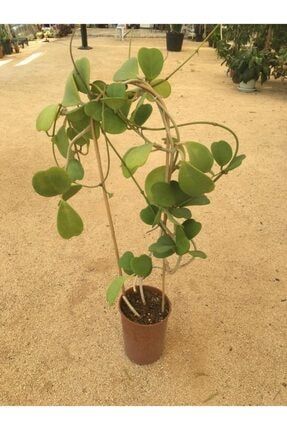 Hoya Kerri (sevgili Çiçeği) (large Boyut, Anaç Form) Yeşil, X Large (Dev) Boyut