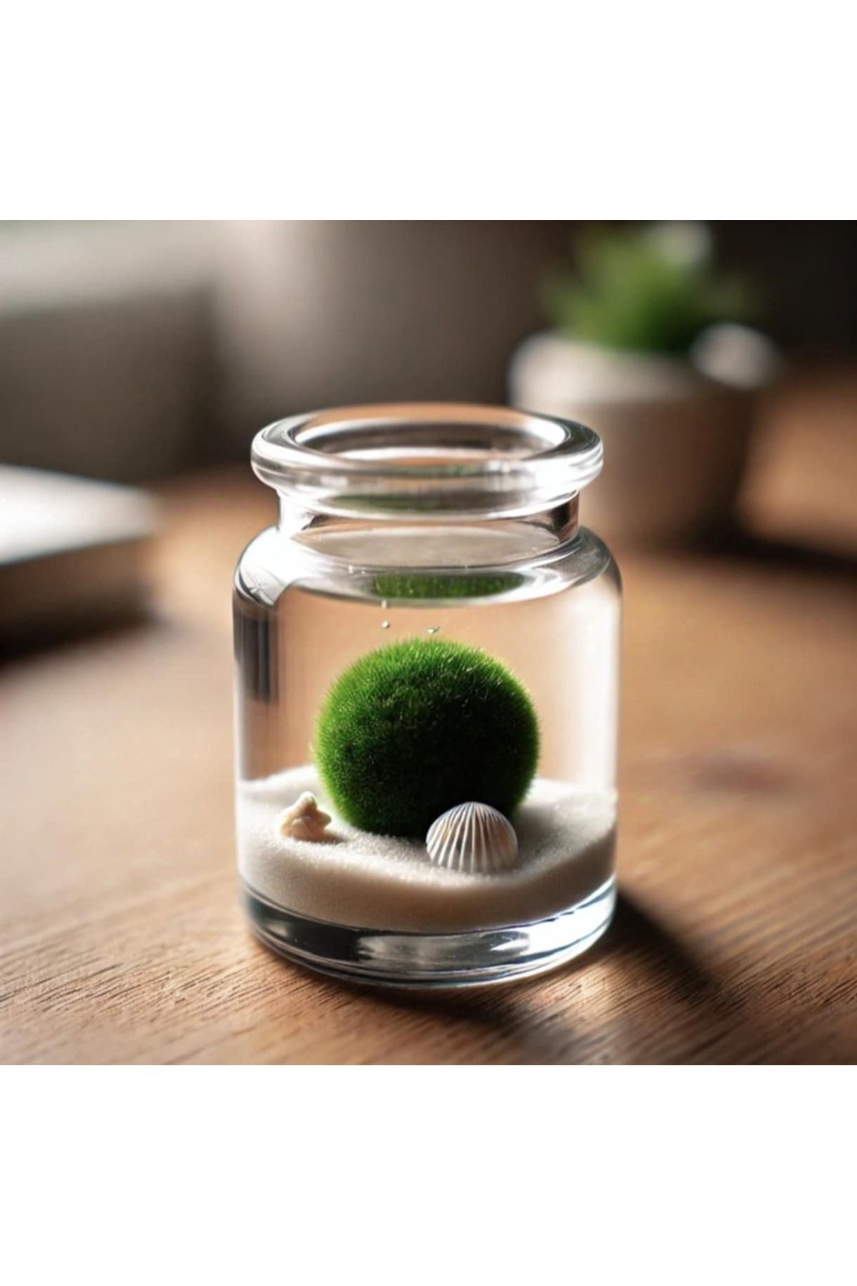 Marimo Scape Marimo Mossball Yosun Topu 2-3 Cm