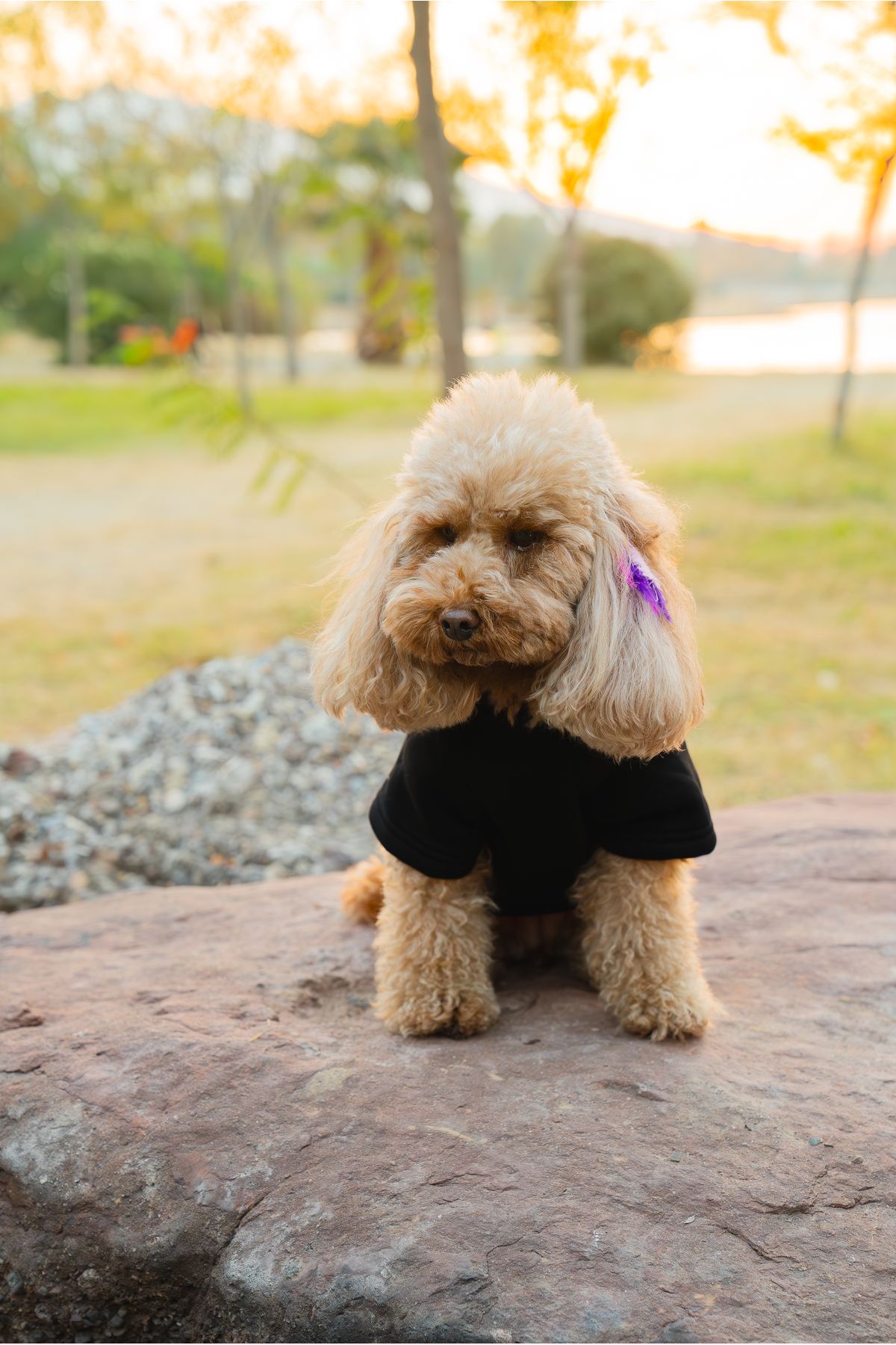 Buddy Store-Los Angeles Printed Black Cat and Dog Sweat - Outfit Clothes 2