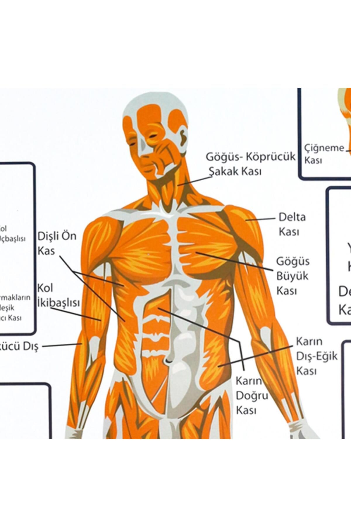 Edulab-Muscles Sheet in Support and Movement System 3