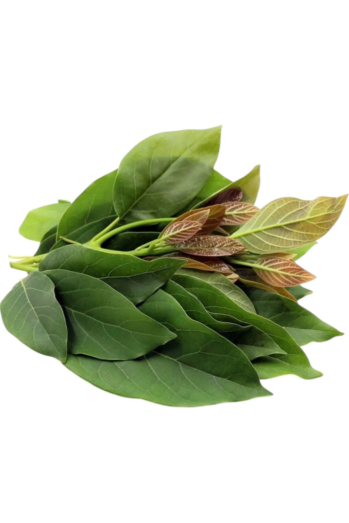 TAZE AVAKADO YAPRAĞI - GÜNLÜK TAZE KIRIM 250GR