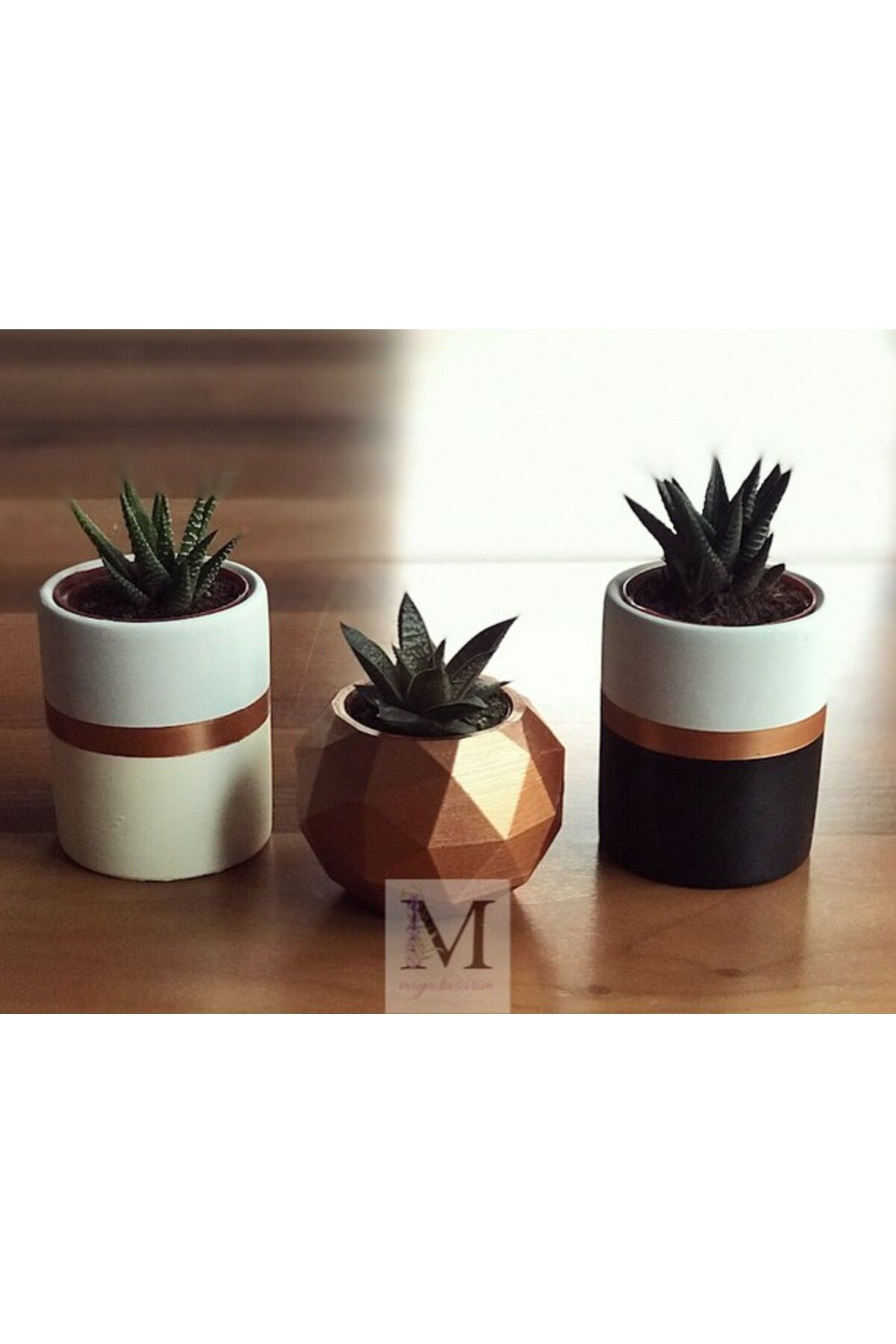 Miya Tasarım-Concrete Colored Cactus and Succulent Set of 3 - Model 24 3