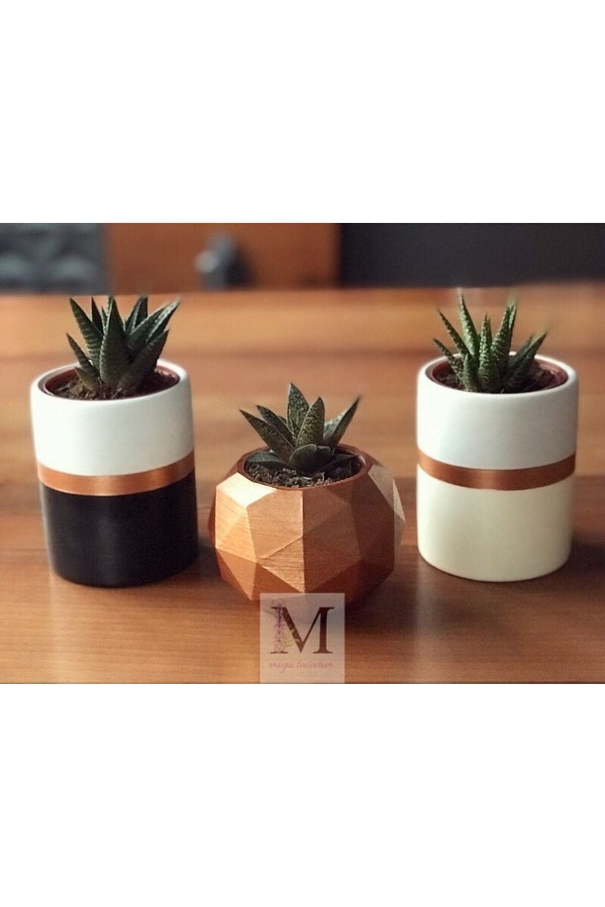 Miya Tasarım-Concrete Colored Cactus and Succulent Set of 3 - Model 24 2