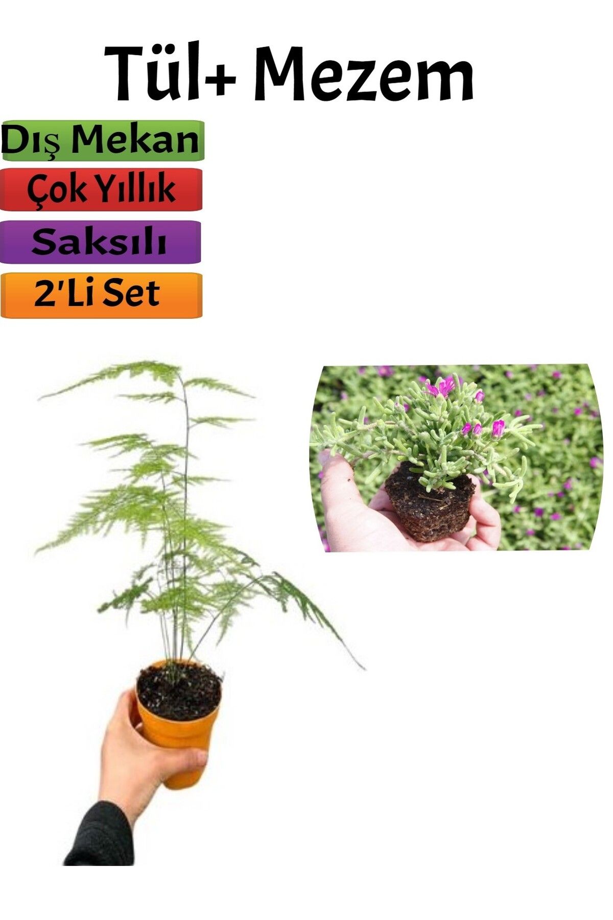 Bitkim Sende Çok Avantajlı Tül Kuşkonmaz Bitkisi+ Mezem Çiçeği Saksılı Dış Mekan Bitkileri