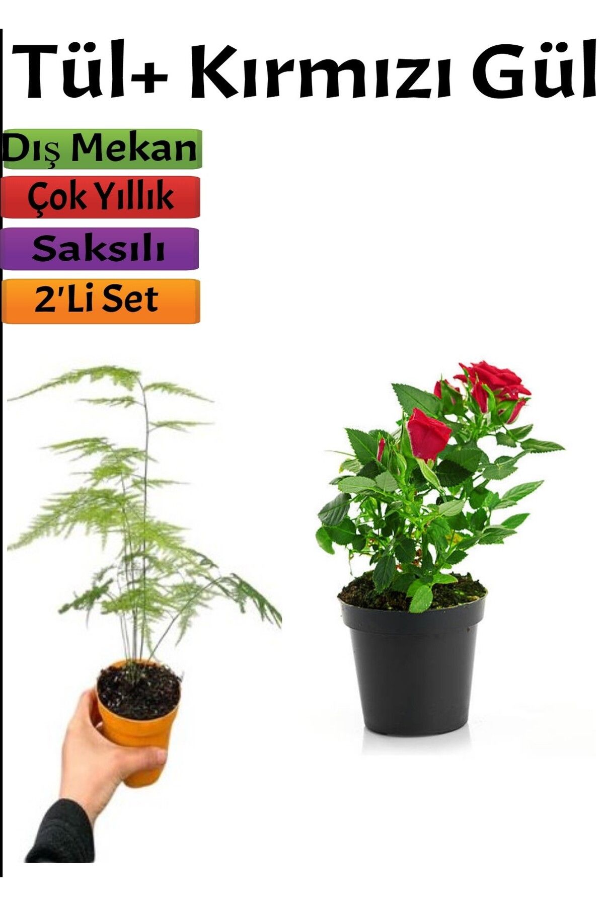 Bitkim Sende Çok Avantajlı Kuş Konmaz + Kırmızı Gül Fidanı Saksılı (15-25 Cm) Dış mekan Bitkileri