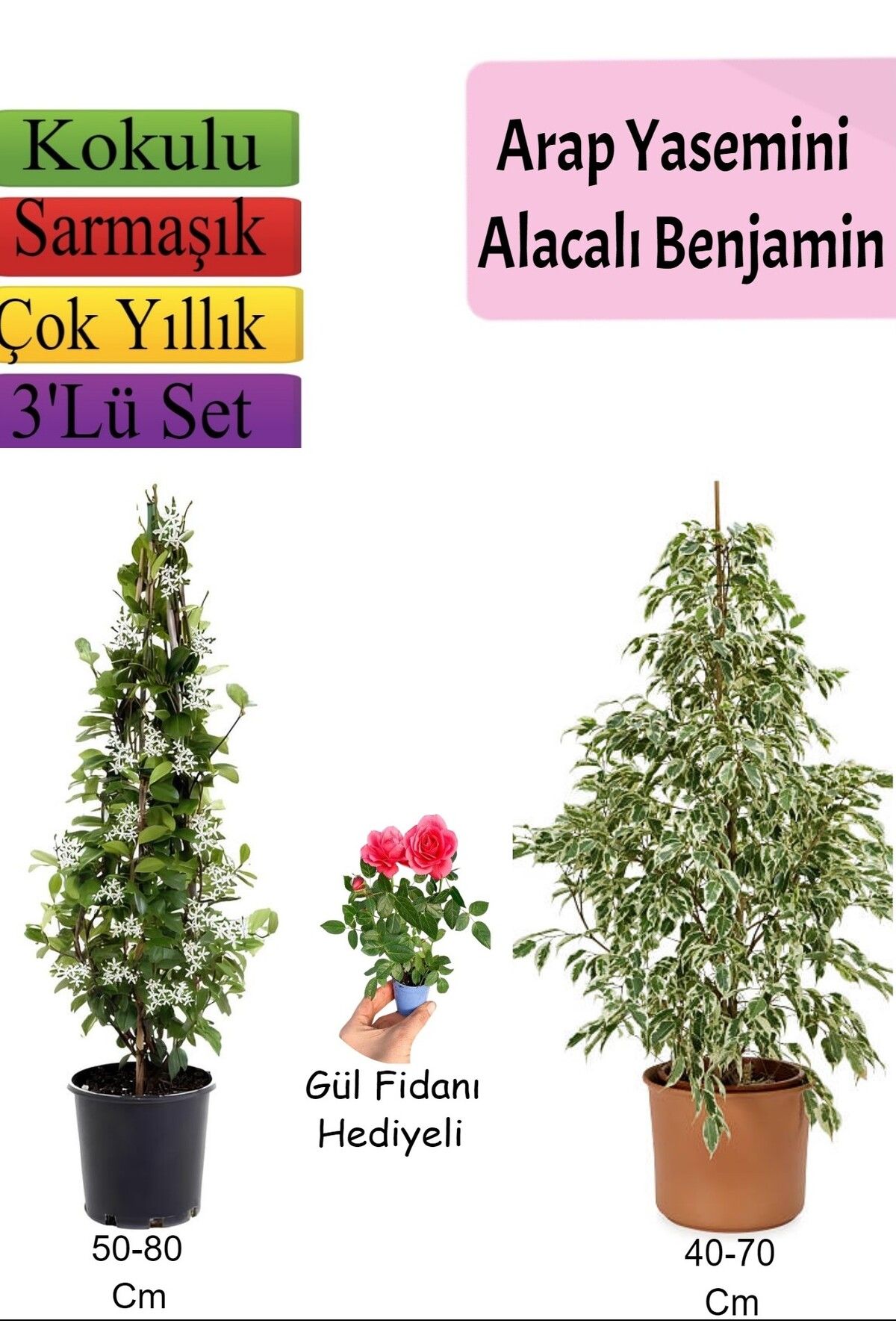 serada decor plant Beyaz Alacalı Benjamin Bitkisi+ Arap Yasemini+ Gül Fidanı Hediyeli