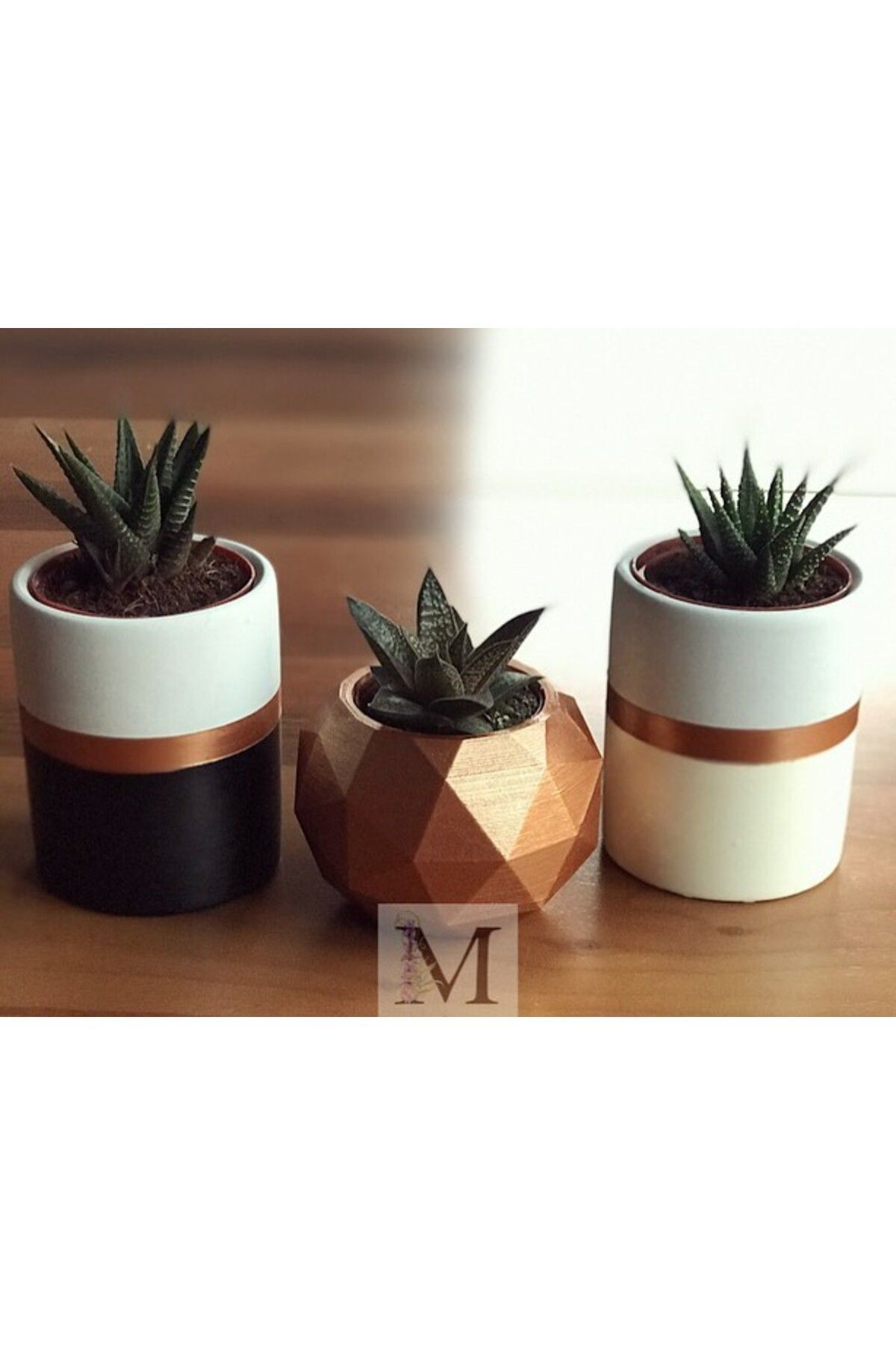 Miya Tasarım-Concrete Colored Cactus and Succulent Set of 3 - Model 24 1