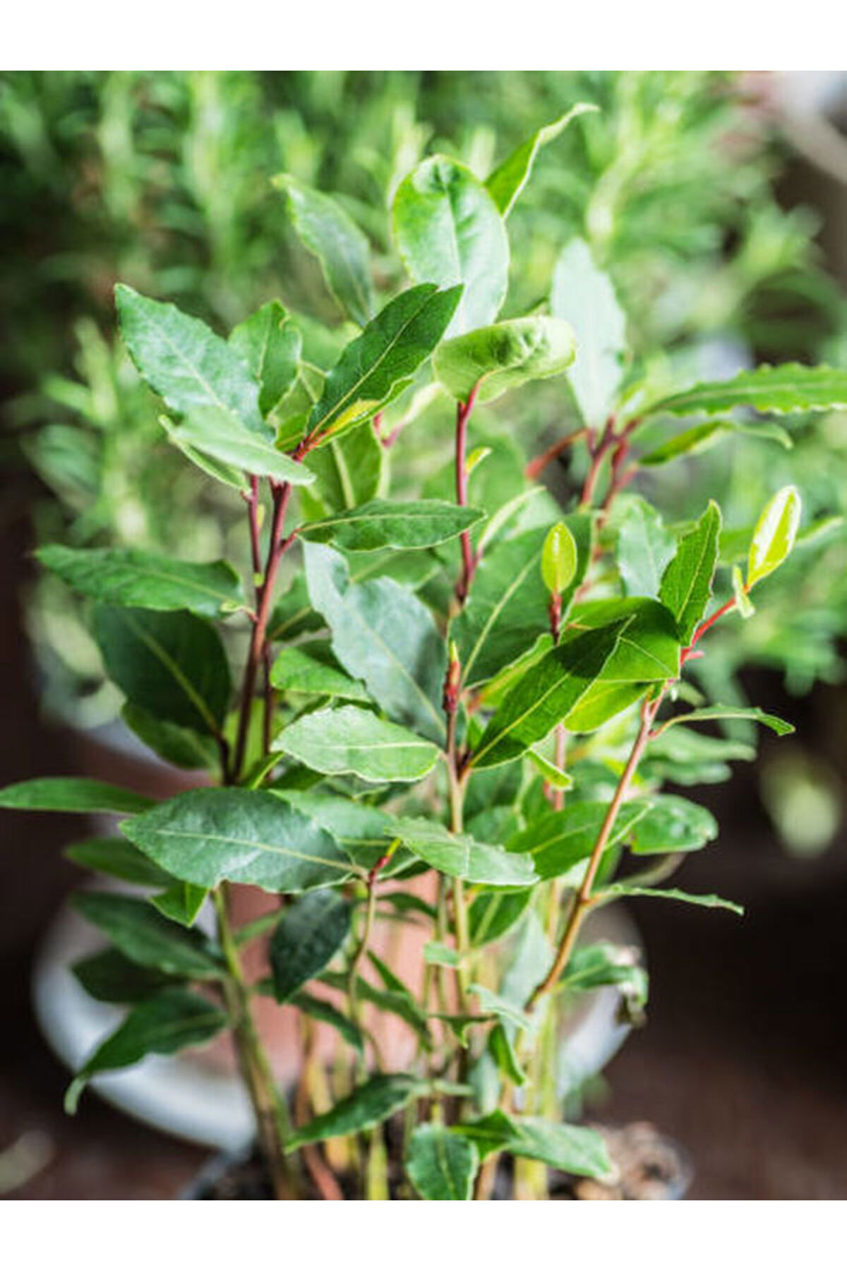 Video Bay Seedling Plant 1 Scuba 40-60 Cm Outdoor Plant (LAURUS NOBİLİS)