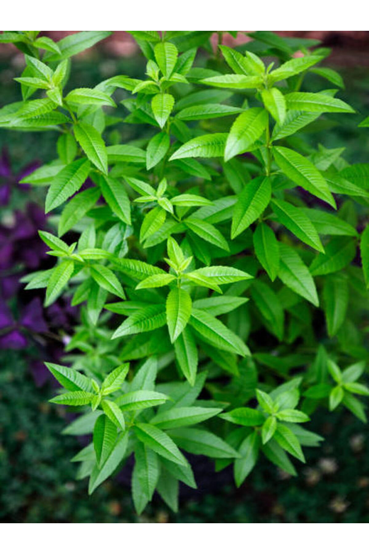 Video Lemon Balm Seedling (40 60 CM)1 Potted Outdoor Plant Aloysia Triphylla