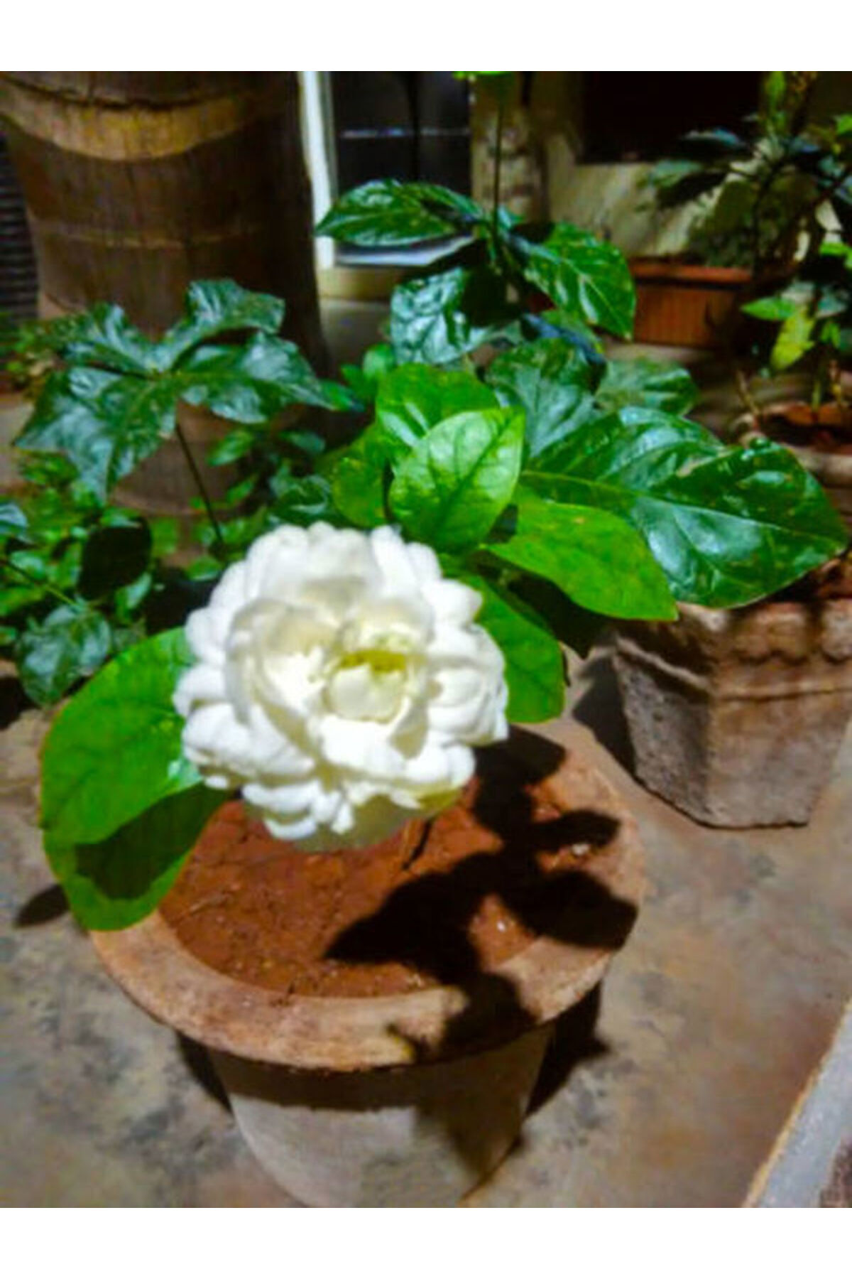 Campaign Scented Full Jasmine (50-80 CM)1 Potted Flowering Garden Plant Jasminum