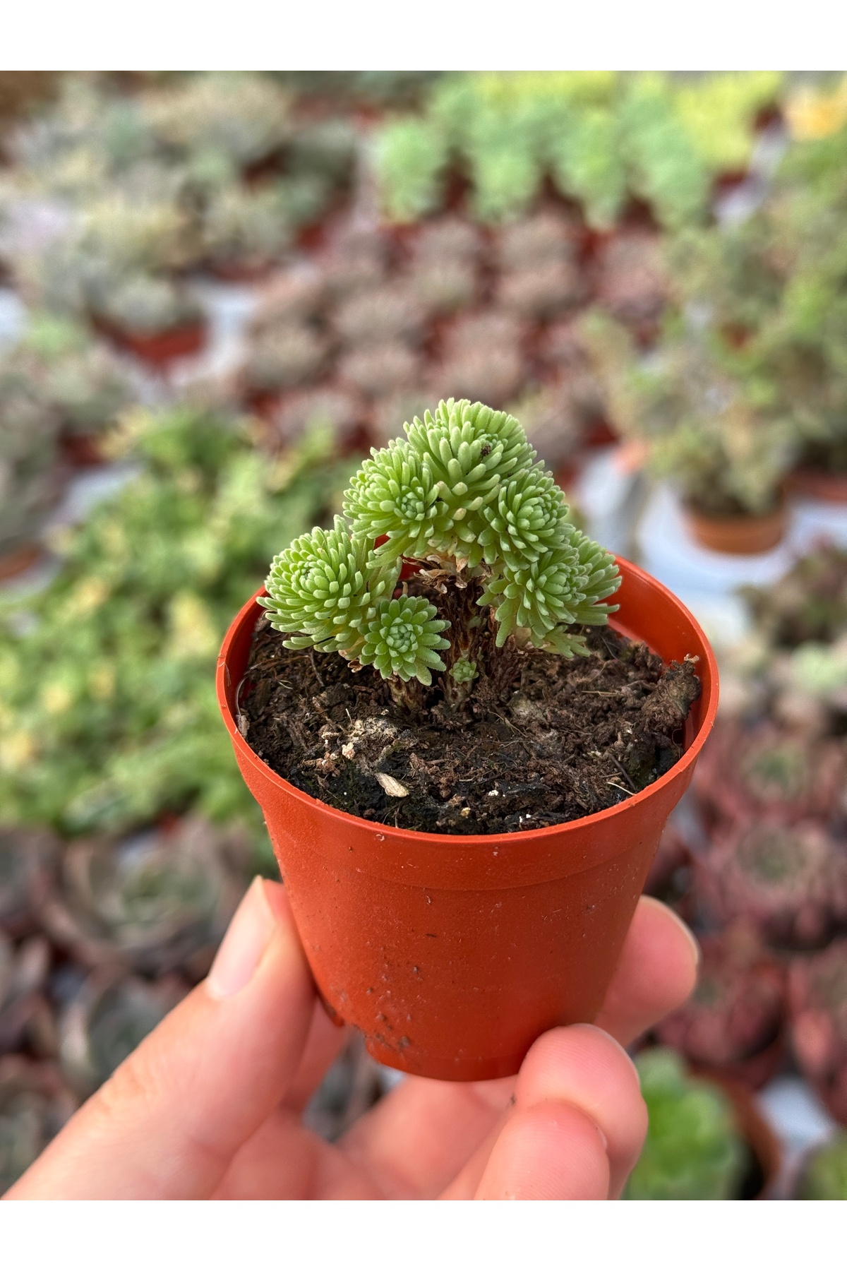 SukuLand Sedum multiceps koleksiyonluk özel tür sukulent 5,5cm