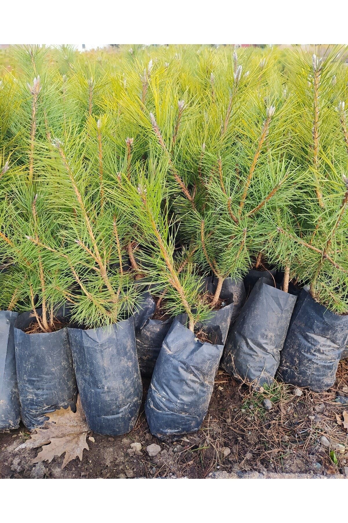 AnkaBahçe Çam Fidanı Pinus- Dayanıklı Ve Hızlı Gelişen, 40 Cm Boy