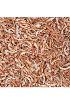 Orijin Gammarus 750gr