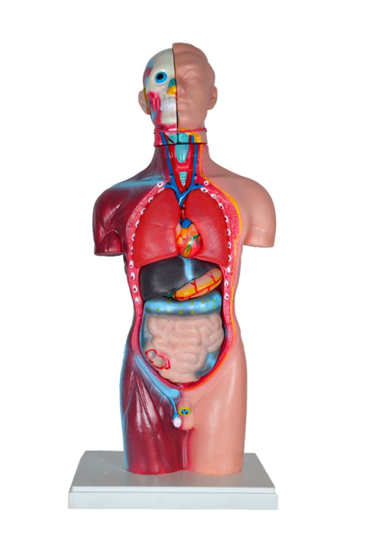 teknotrust Büyük İnsan Vücudu Modeli 45 Cm