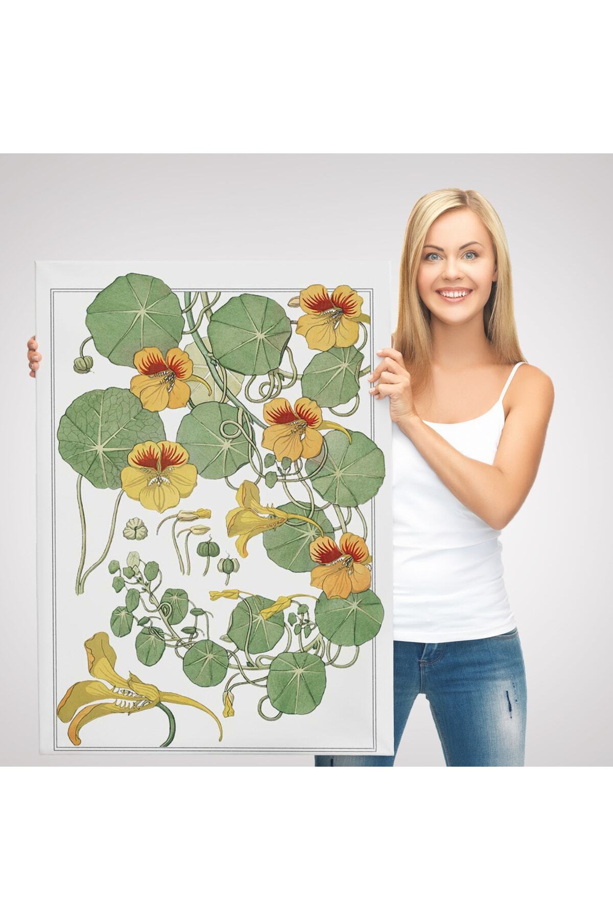 Nasturtium Çiçeği Kanvas Tablo görsel 3