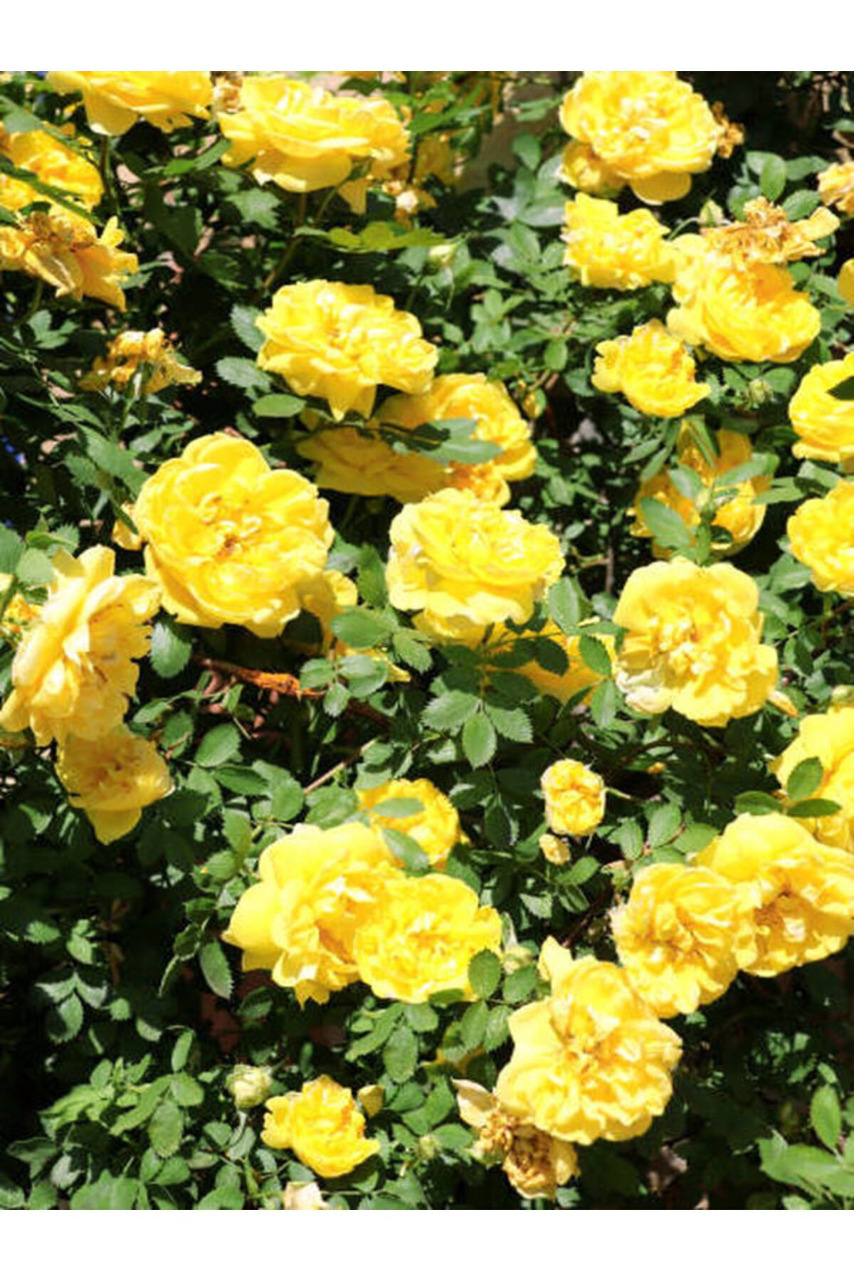 Gardenbox Avantajlı Yediveren Sarı Renkli(50 70 CM) 1 Adet Saksılı Aşılı Gül Yllow Rose