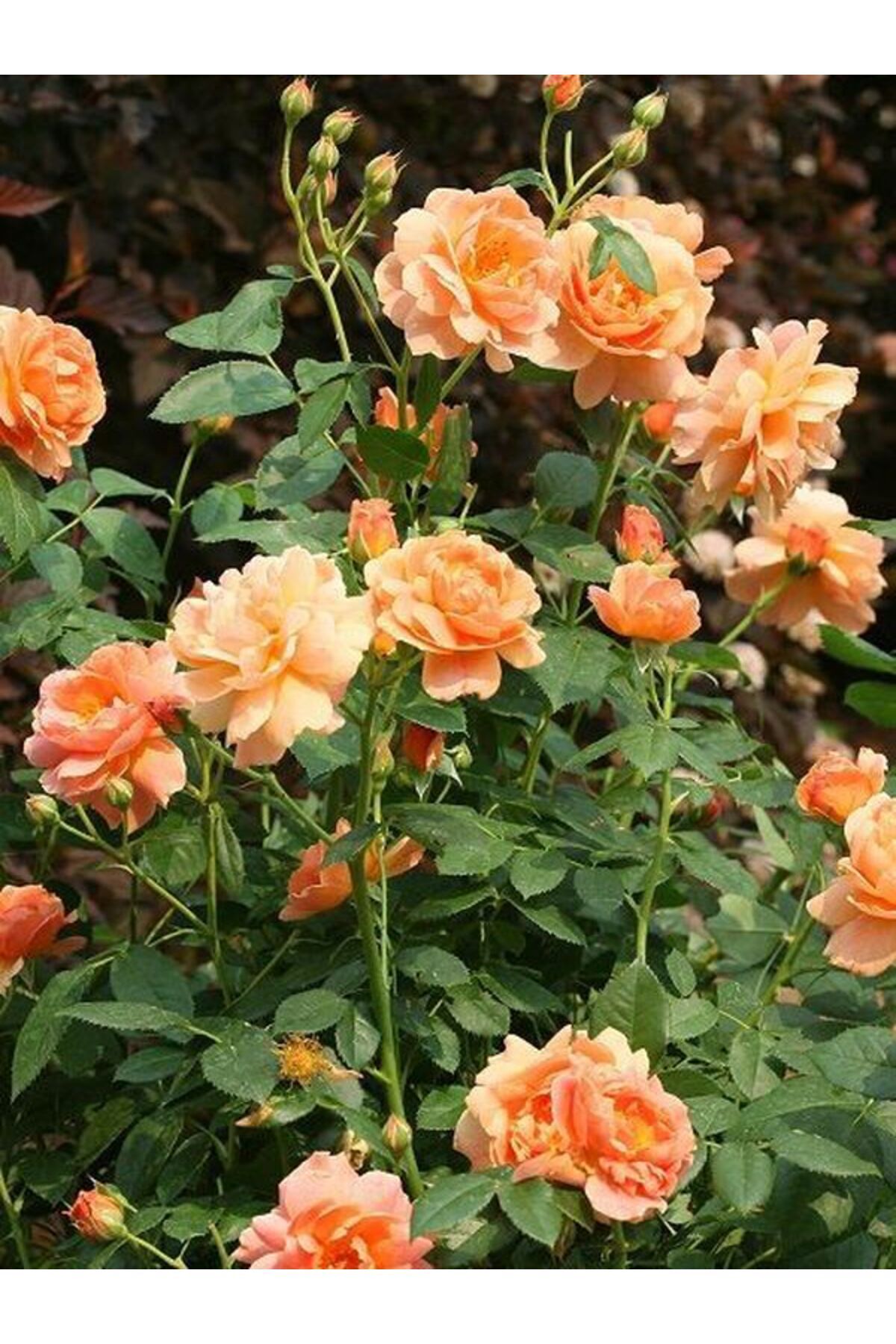 Orange Rose with Video 1 Potted Garden Plant 10-15 Cm (orange rose)