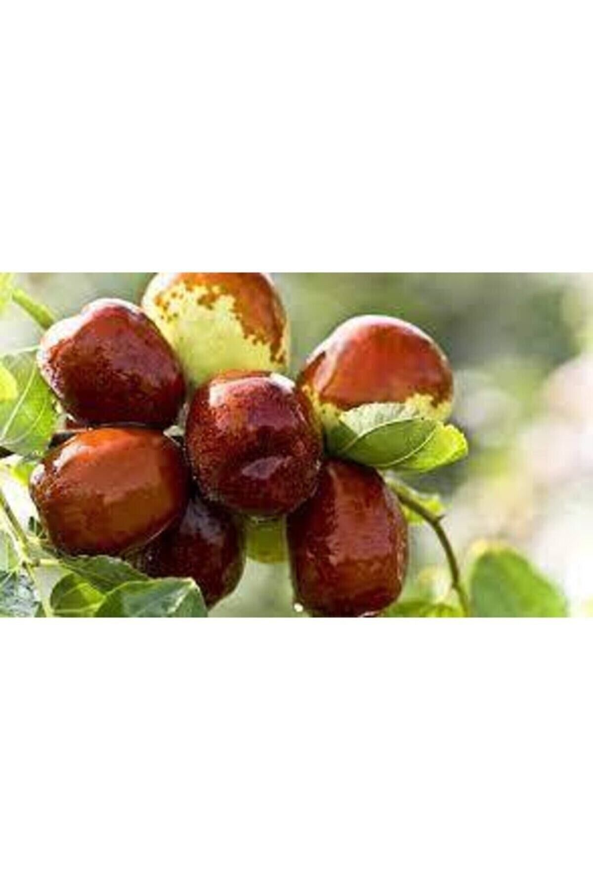 Gardenbox Avantajlı Hünnap Fidanı ( Iri Meyveli \ Tüplü ) 70- 90 Cm