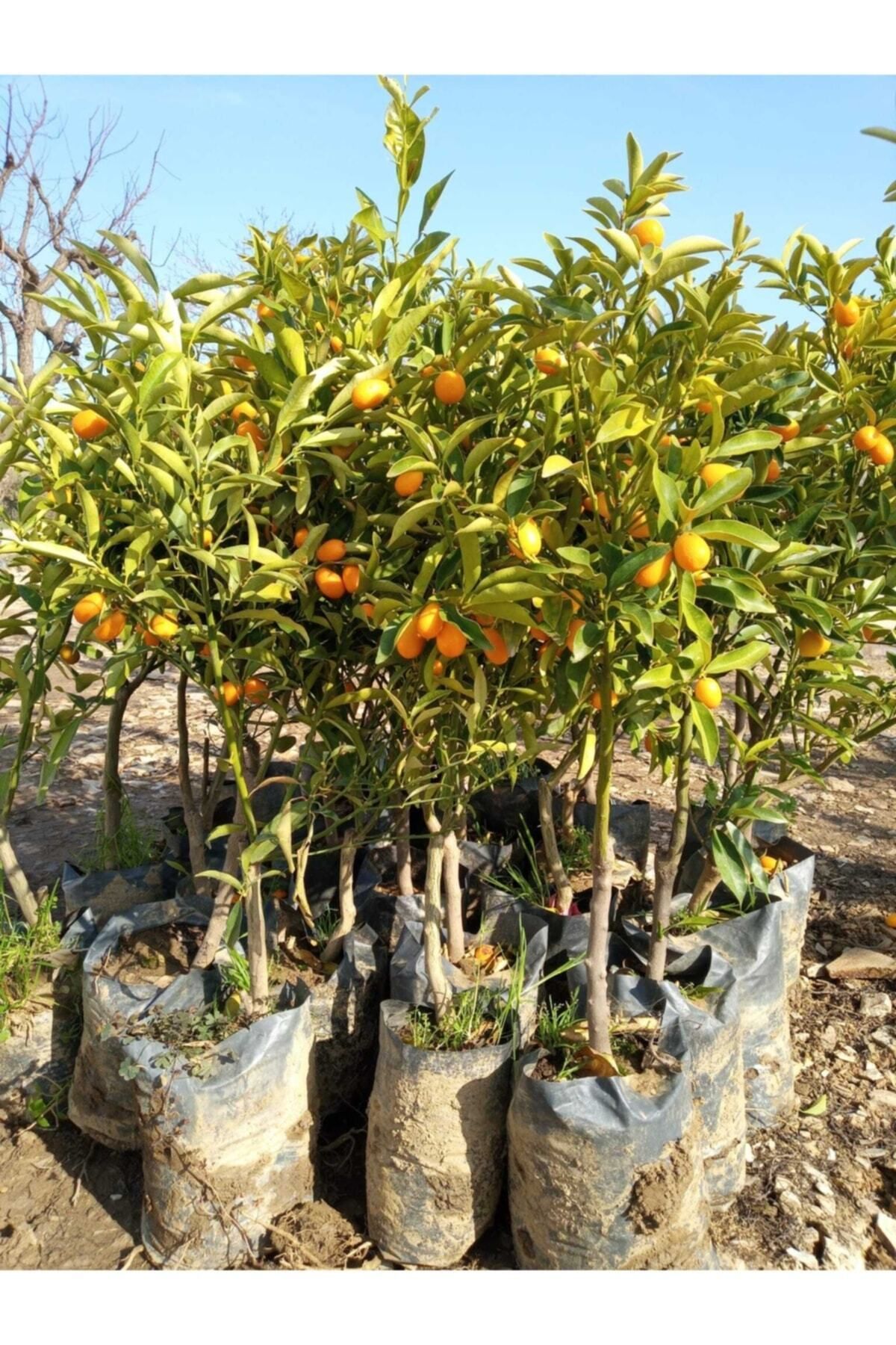 Gardenbox Avantajlı Tüplü Kamkat Fidanı