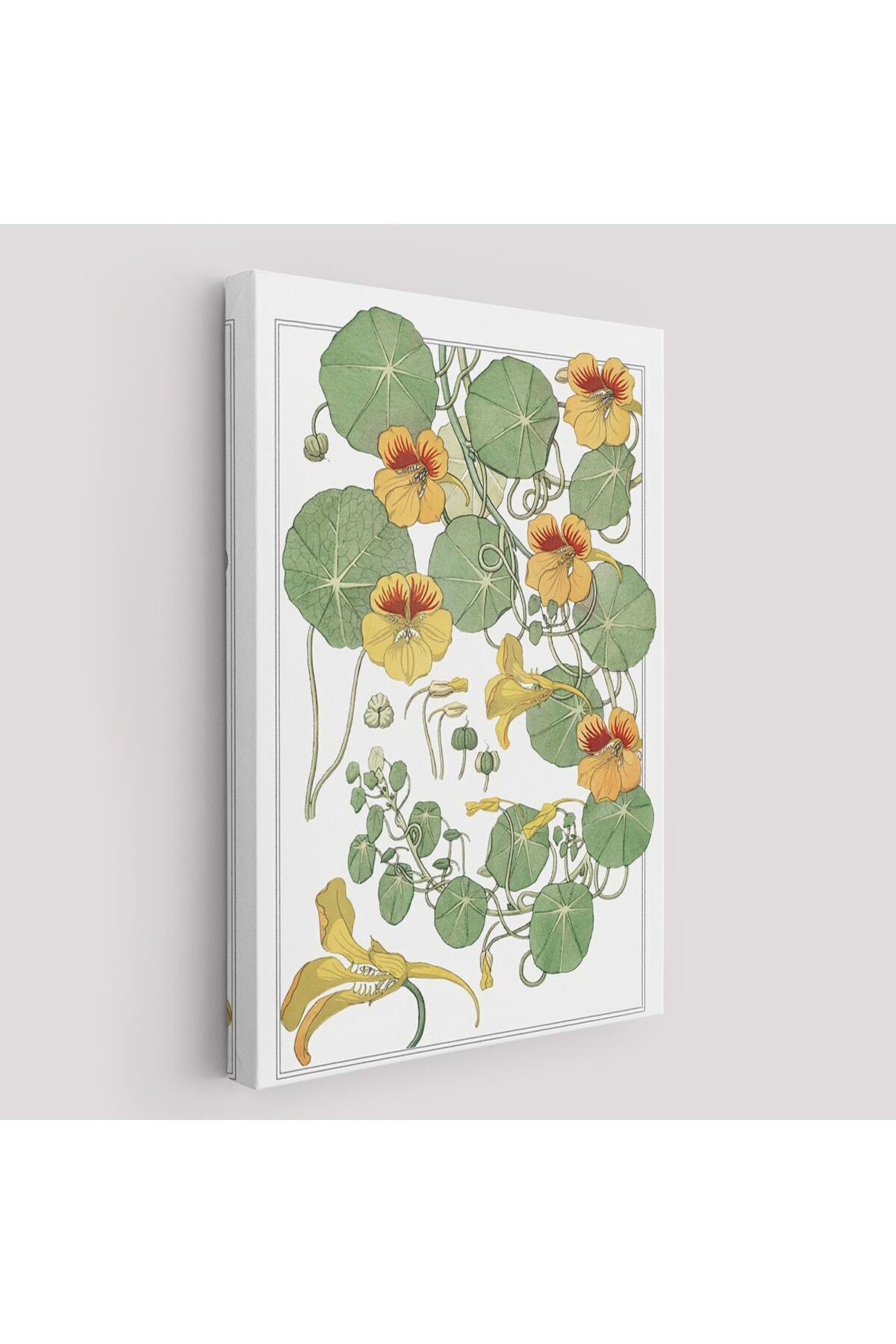 Nasturtium Çiçeği Kanvas Tablo