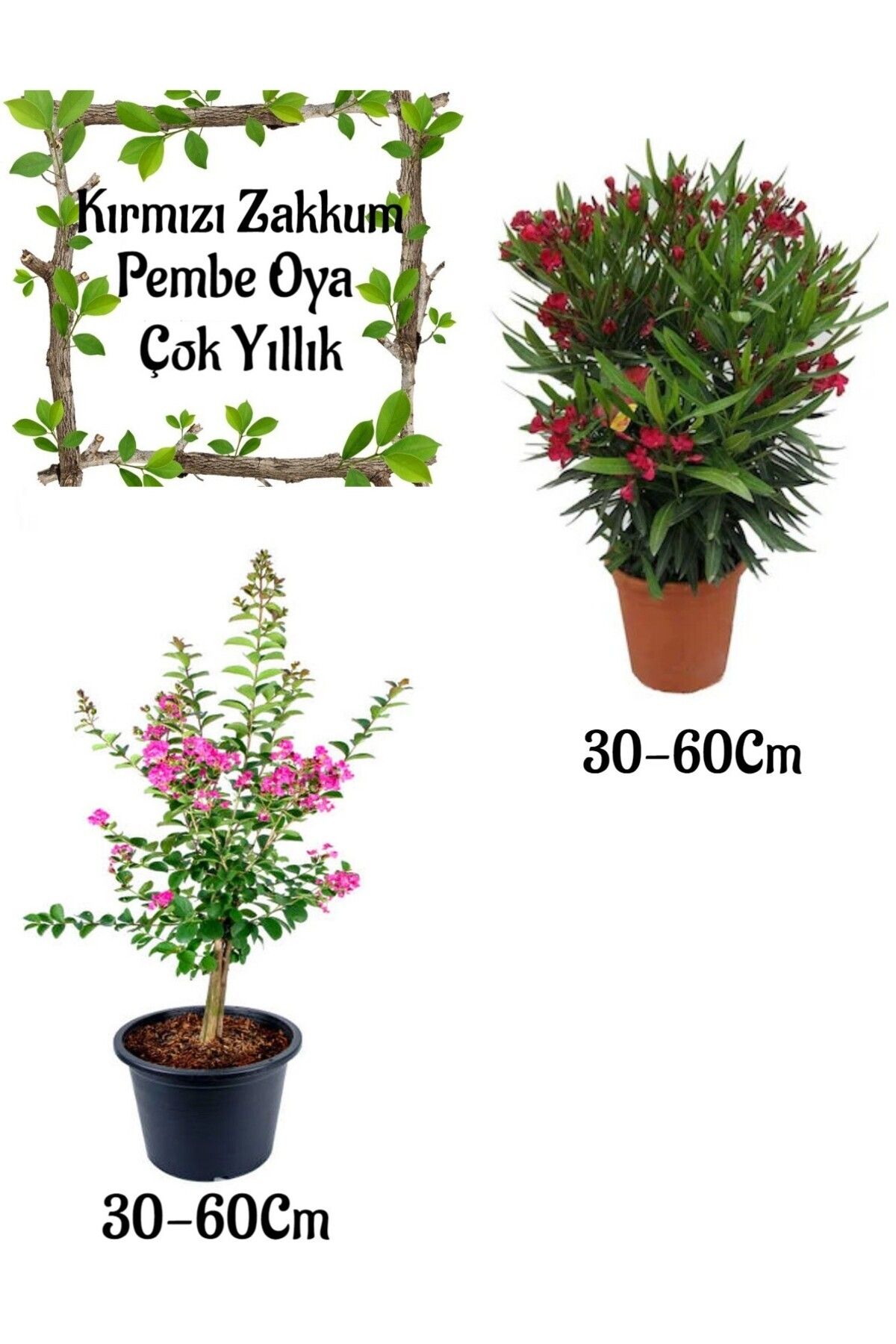 Gardenbox Kampanyalı Avantajlı Ürün Kırmızı Zakkum Çiçeği + Pembe Oya Ağacı Saksılı