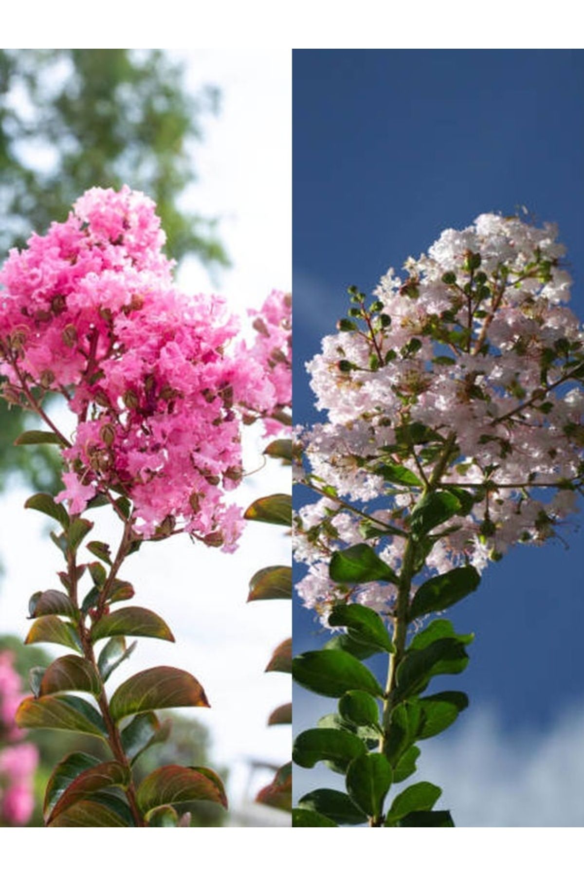 Gardenbox Favori Ürün Beyaz Pembe Renkli Oya Ağacı Fidanı (60 80 CM)2 Adet Lagerstroemia Indica