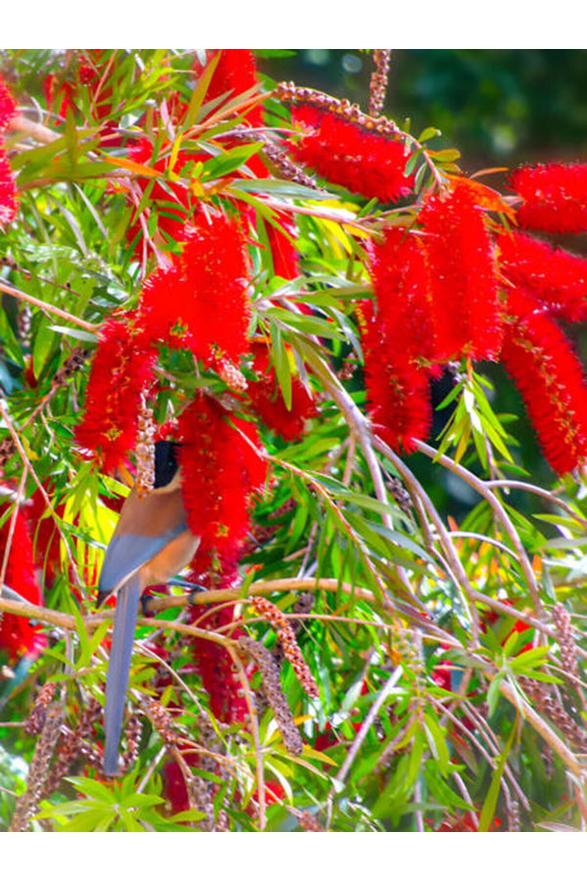 Gardenbox Favori Ürün Fırça Çalısı Çiçeği (30 60 CM)2 Adet Dolgun Formlu Dış Mekan Bitkisi Callistemon Laevis