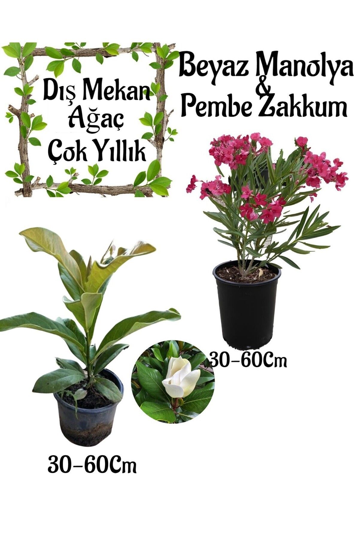 Gardenbox Avantajlı Kokulu Manolya Ağacı 1 ADET Saksılı+Pembe Zakkum1 ADET Saksılı Bahçe Seti