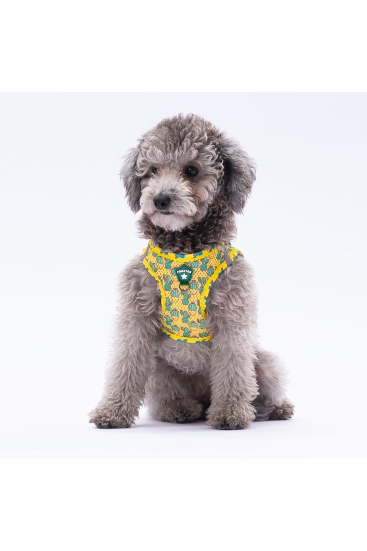 Pawstar-جلد الصبار - طقم طوق للكلاب والقطط بشبكة هوائية 3