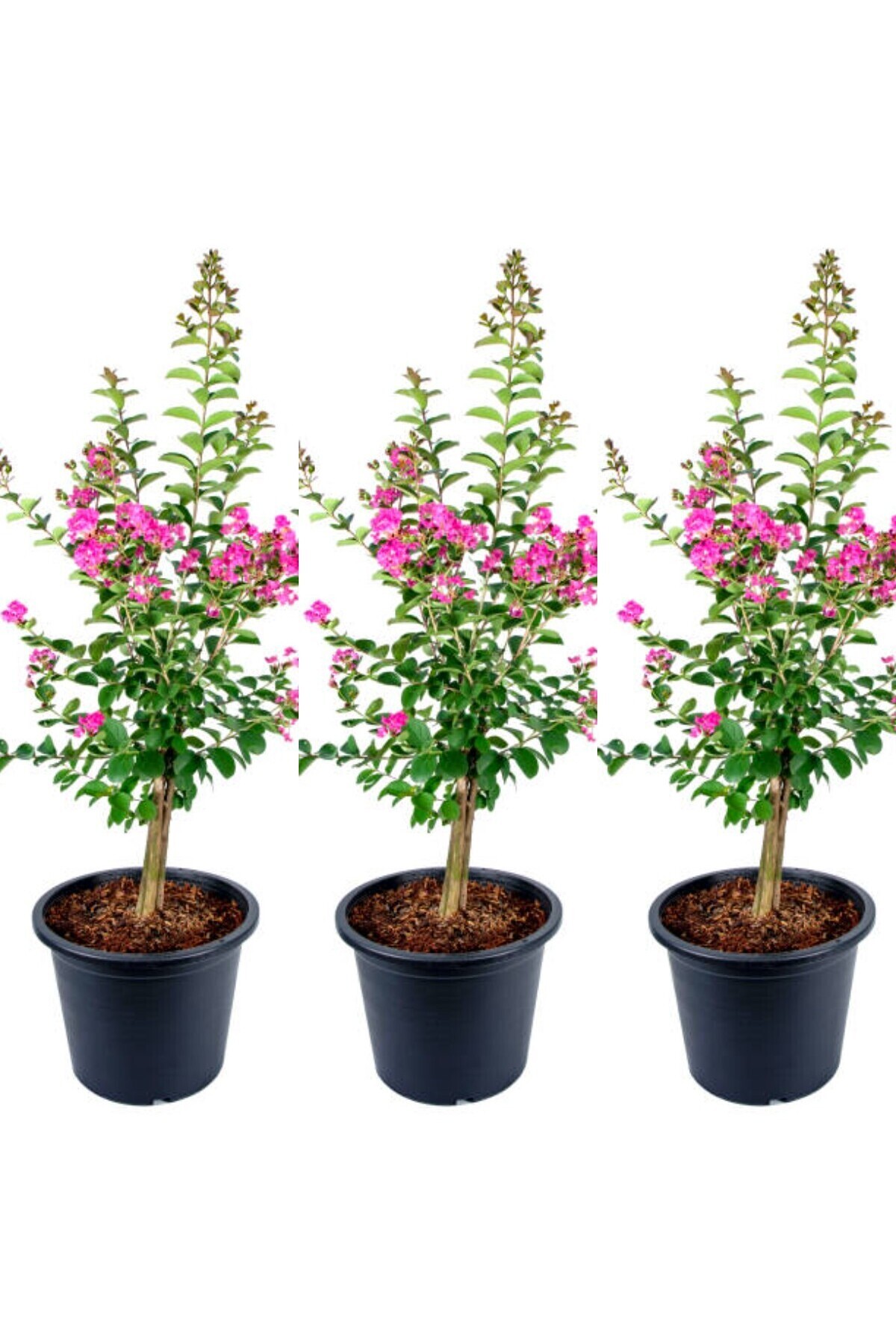 Advantageous Pleasant Fragrant 3 Pink Oya Tree Seedlings 30-65cm Tube\potted (LACEBARK PİNE sapling)